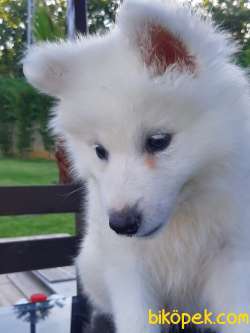 KALİTELİ PAMUK SAMOYED YAVRULARI 2