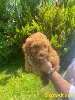 KALİTELİ PASAPORTLU 1.SINIF POODLE BEBEKLERİMİZ 1