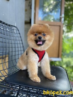 KALİTELİ POMERANİAN BOO 4