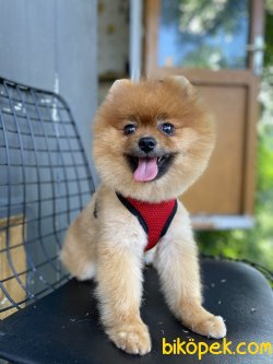 KALİTELİ POMERANİAN BOO 3