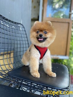 KALİTELİ POMERANİAN BOO 1