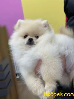 KALİTELİ POMERANİAN BOO 1