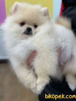 KALİTELİ POMERANİAN BOO 2
