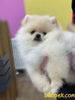 KALİTELİ POMERANİAN BOO 3