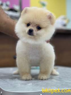 KALİTELİ POMERANİAN BOO 4