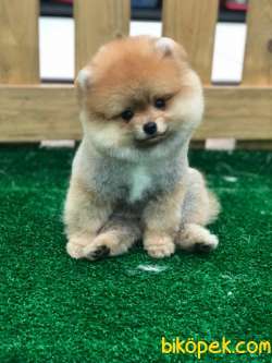 Kaliteli Pomeranian Boo 1