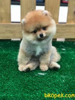 Kaliteli Pomeranian Boo 1