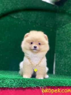 Kaliteli Pomeranian Boo Yavruları 3