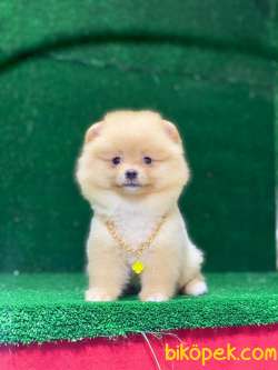 Kaliteli Pomeranian Boo Yavruları 5