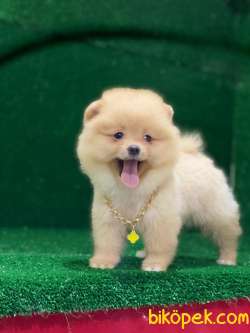 Kaliteli Pomeranian Boo Yavruları