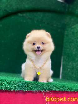 Kaliteli Pomeranian Boo Yavruları 4