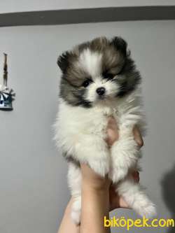 KALİTELİ POMERANIAN BOO YAVRULARI