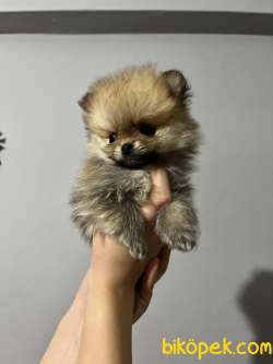 KALİTELİ POMERANIAN BOO YAVRULARI 2