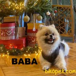 KALİTELİ POMERANIAN BOO YAVRULARI 5