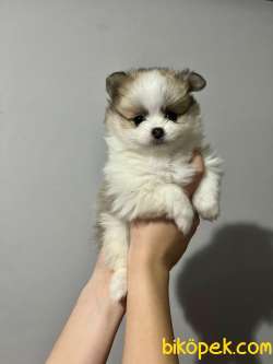 KALİTELİ POMERANIAN BOO YAVRULARI 3