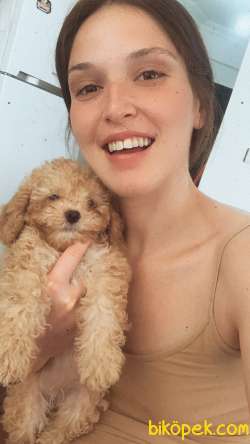 KALİTELİ POODLE 4