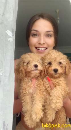 KALİTELİ POODLE 1