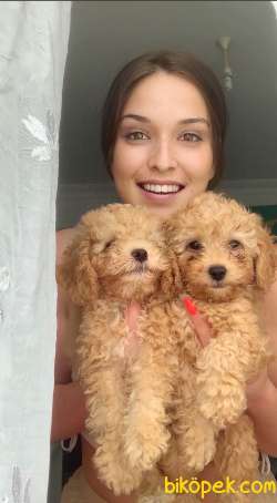 KALİTELİ POODLE 5