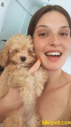 KALİTELİ POODLE 3