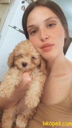 KALİTELİ POODLE 2