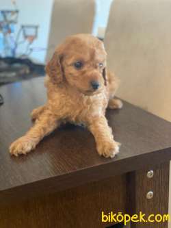 KALİTELİ POODLE BEBEKLERİMİZZ 3