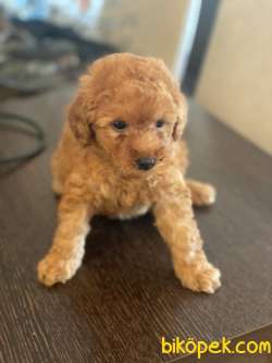 KALİTELİ POODLE BEBEKLERİMİZZ 2