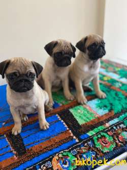 Kaliteli Pug Yavrularım 2