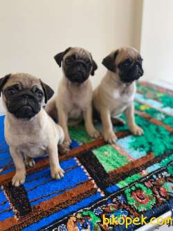 Kaliteli Pug Yavrularım 1