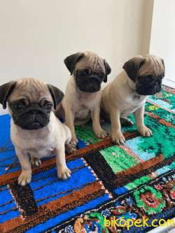 Kaliteli Pug Yavrularım 3