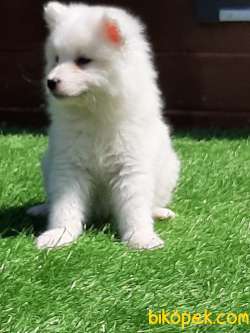 KALITELI SAMOYED YAVRULARI 2