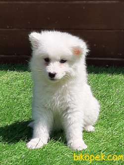 KALITELI SAMOYED YAVRULARI 1