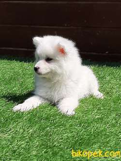 KALITELI SAMOYED YAVRULARI 4