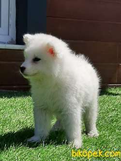 KALITELI SAMOYED YAVRULARI 3