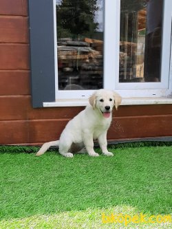 Kalıtelı SATILIK GOLDEN RETRIEVER YAVRULARI 4