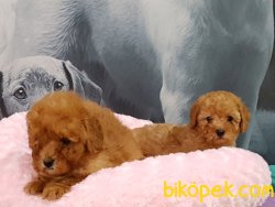 KALİTELİ SATILIK TOY POODLE YAVRULARIMIZ 4