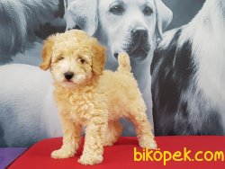 KALİTELİ SATILIK TOY POODLE YAVRULARIMIZ 2