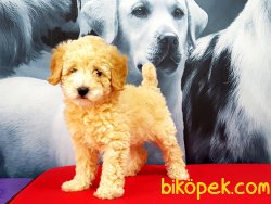 KALİTELİ SATILIK TOY POODLE YAVRULARIMIZ 5
