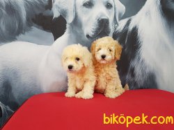 KALİTELİ SATILIK TOY POODLE YAVRULARIMIZ 1