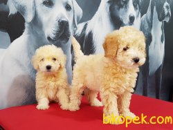 KALİTELİ SATILIK TOY POODLE YAVRULARIMIZ 4