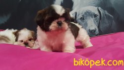 Kalıtelı Shih Tzu Yavruları 1