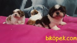 Kalıtelı Shih Tzu Yavruları 4
