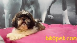 Kalıtelı Shih Tzu Yavruları 2