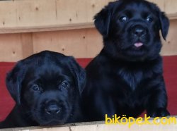 KALİTELİ SİYAH  LABRADOR RETRIEVER YAVRULARIMIZ 3