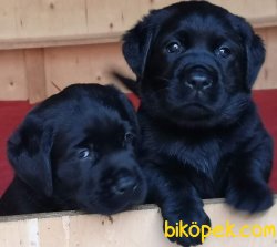 KALİTELİ SİYAH  LABRADOR RETRIEVER YAVRULARIMIZ 4