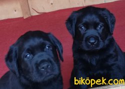 KALİTELİ SİYAH  LABRADOR RETRIEVER YAVRULARIMIZ 5