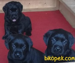 KALİTELİ SİYAH  LABRADOR RETRIEVER YAVRULARIMIZ 1