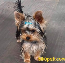 Kalıteli YORKSHIRE TERRIER YAVRULARIMIZ 3