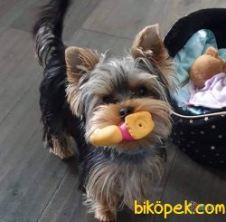 Kalıteli YORKSHIRE TERRIER YAVRULARIMIZ 4