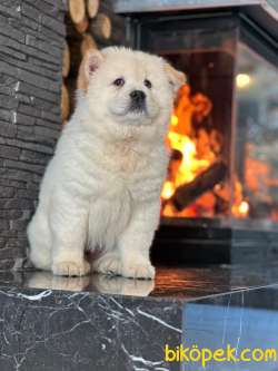 Kalitenin Adresiden  Chow Chow Yavruları 2