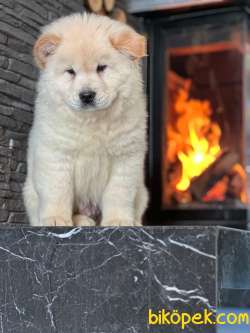 Kalitenin Adresiden  Chow Chow Yavruları 4